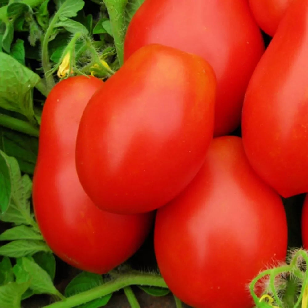 Roma VF Tomato Seeds - Non-GMO Heirloom Lycopersicon esculentum for Sauce, Salad & Cooking
