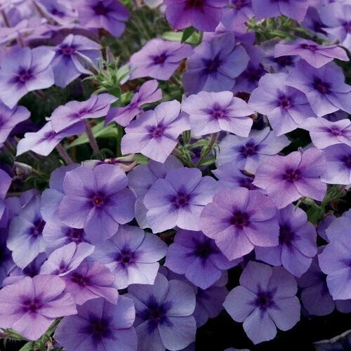Blueberry Phlox Seeds - 50 Perennial Flower Seeds for Butterflies - Phlox divaricata - Garden, Border, Container Planting