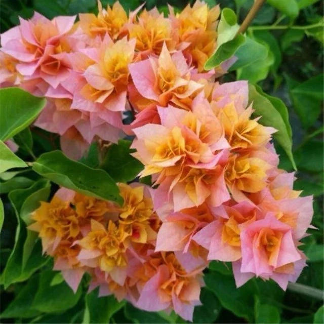 Bougainvillea Plant 3 Gallon Big Double Petals Orange Pink - Bougainvillea glabra Flowering Vine