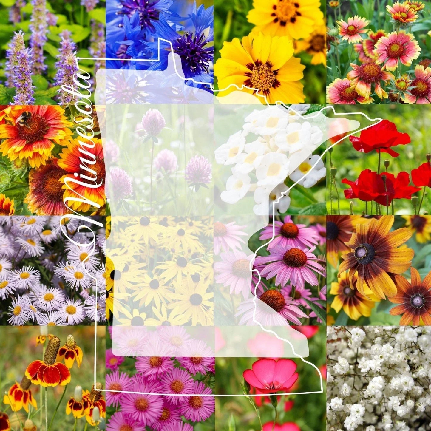 Minnesota Wildflower Seed Mix 1 Pound Bulk - Covers 2,000 sq ft Native Wildflowers