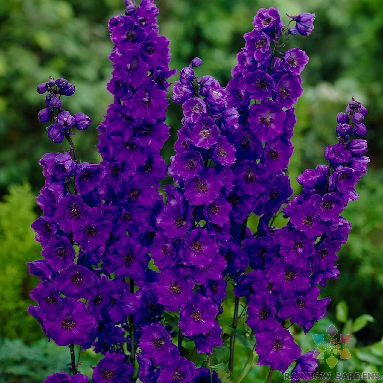 Pacific Giant Black Night Delphinium Seeds - 200+ Seeds for Garden, Delphinium elatum, Dark Purple Flowers, Perennial, Full Sun