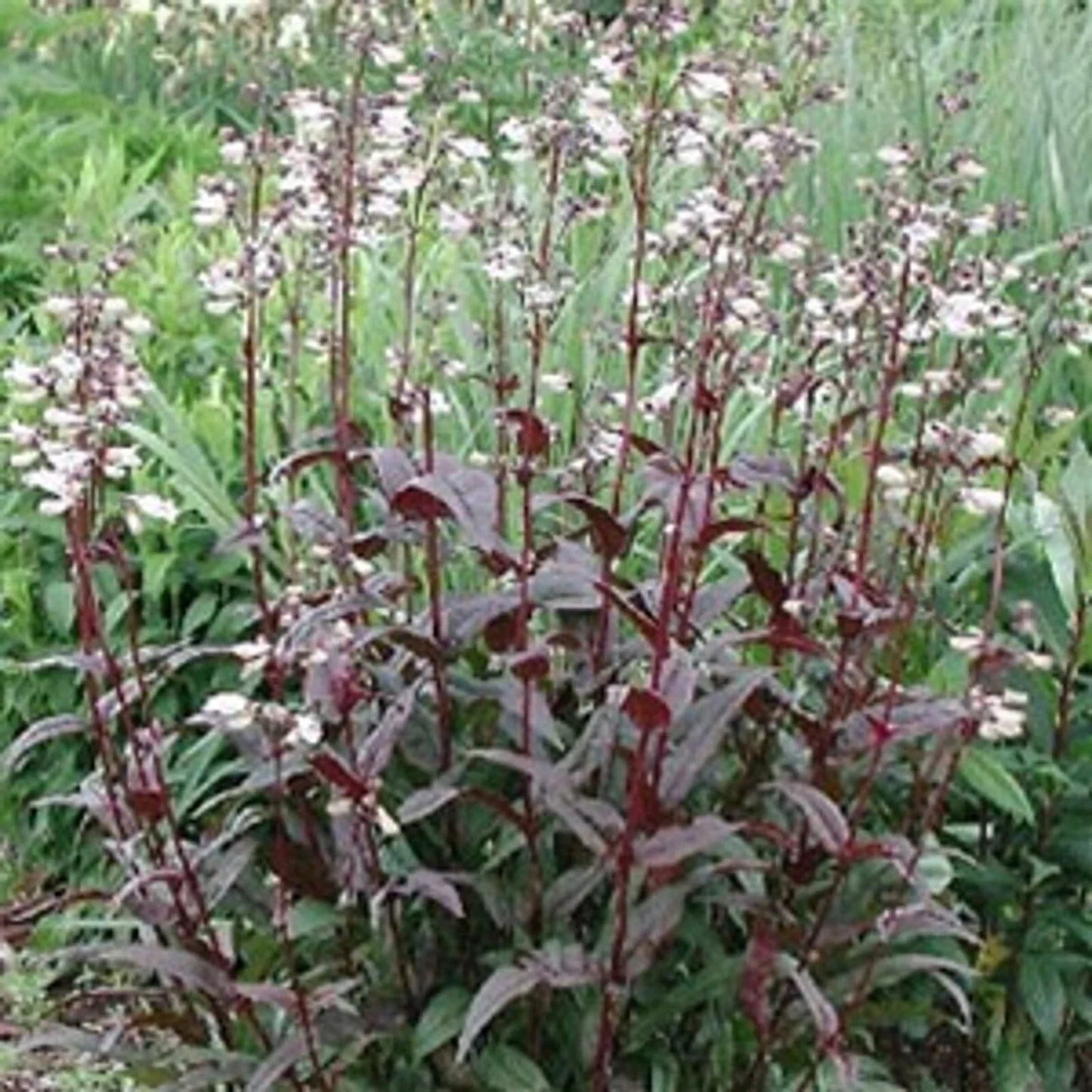 Foxglove Beardtongue Husker Red Penstemon Digitalis - Bare Root Perennial Starter Plant