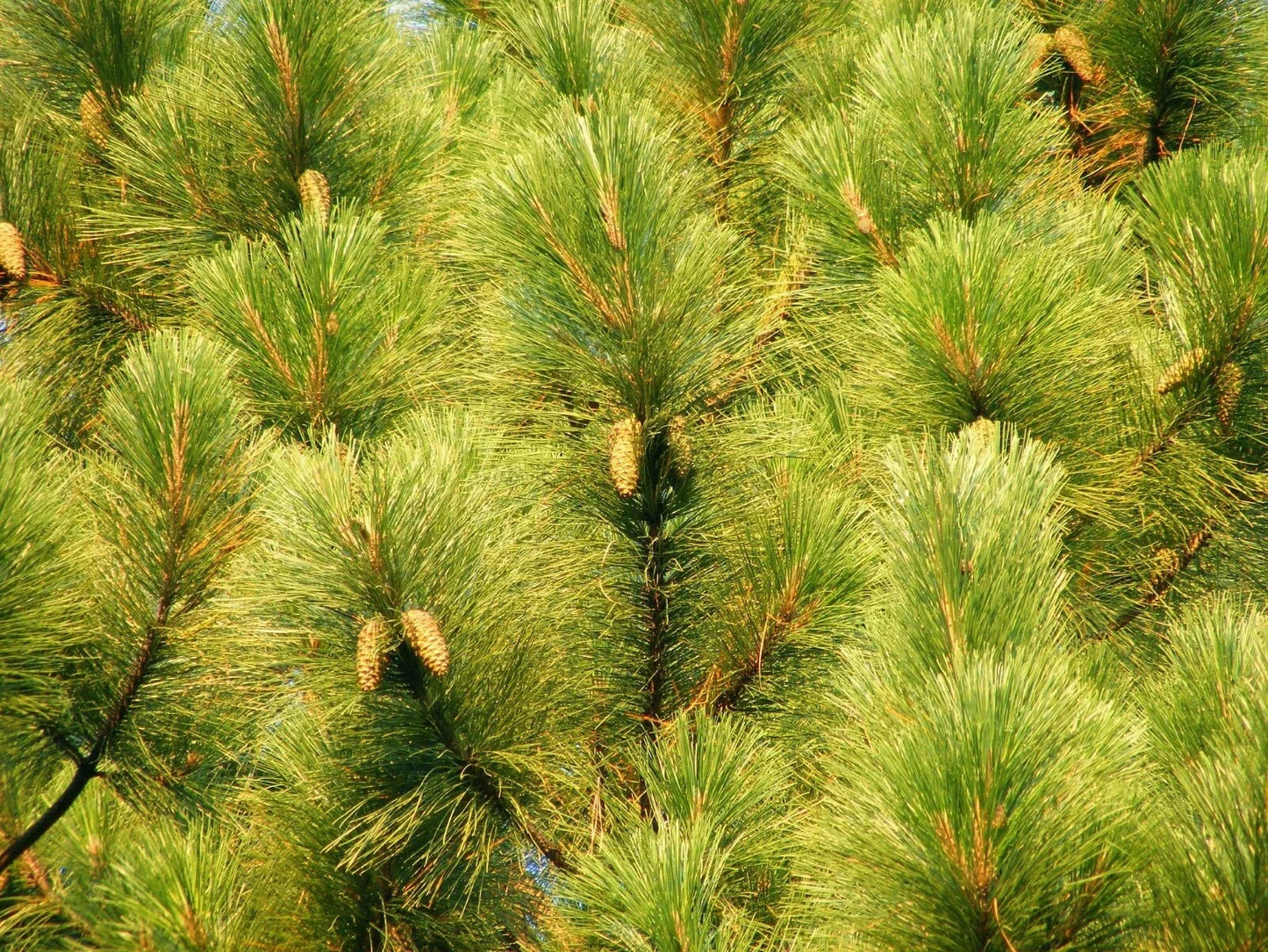 Slash Pine Seeds - 25 Pack Pinus elliottii Fast-Growing Evergreen Trees for Landscaping & Reforestation