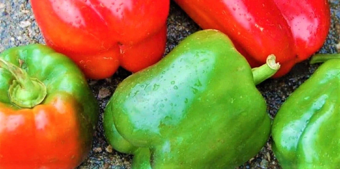 California Wonder Pepper Seeds - Non-GMO Capsicum annuum Sweet Bell Pepper Seeds, 100+ Packets for Home Garden