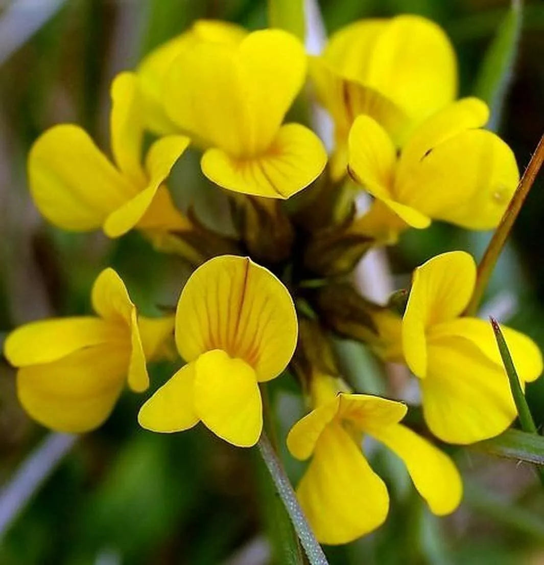 Birds Foot Seeds - Lotus Corniculatus - Exotic Fast-Growing Wildflower Seeds for Gardens & Landscapes