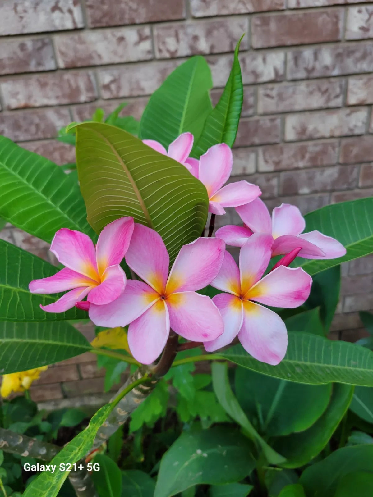 Pink Plumeria Plant Seedling - Hawaii Pink Flowers, Frangipani, Tropical Garden Decor, Plumeria rubra
