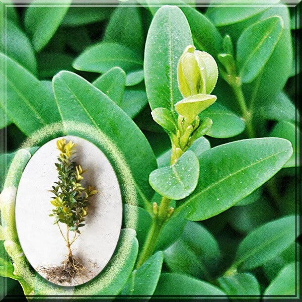 Green Mountain Boxwood Live Plant 10" | Buxus sempervirens | Evergreen Shrub for Landscaping & Gardens