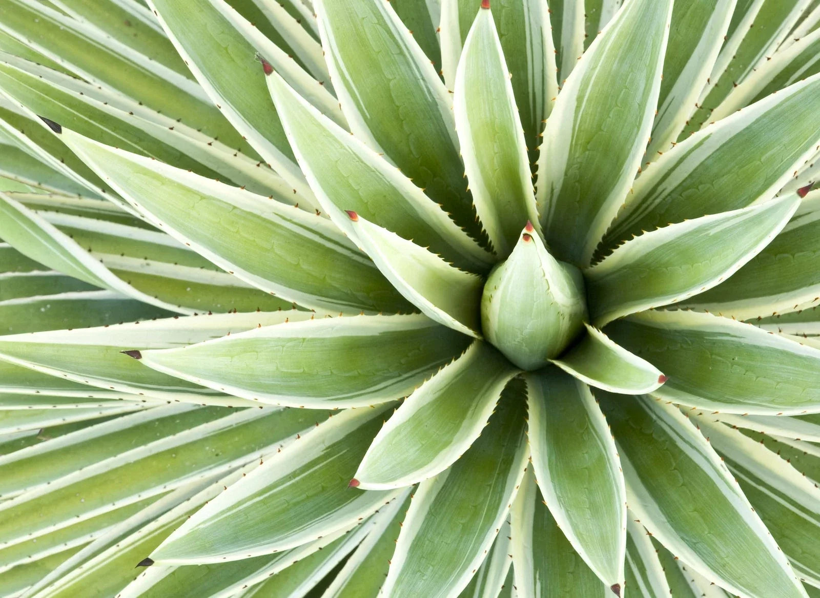 Agave Seed Mix - 50 Seeds for Drought-Tolerant Succulents, Agave spp. - Full Sun, Low Water, Well-Draining Soil