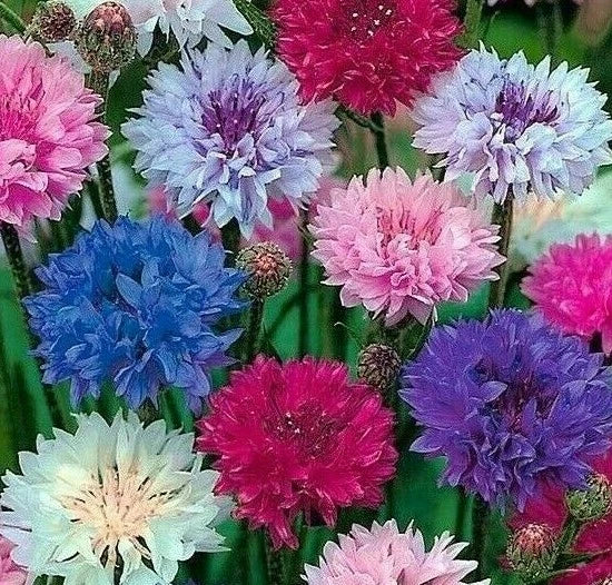 Dwarf Mix Cornflower Seeds - 200+ Bachelor Button Flowers | Centaurea cyanus