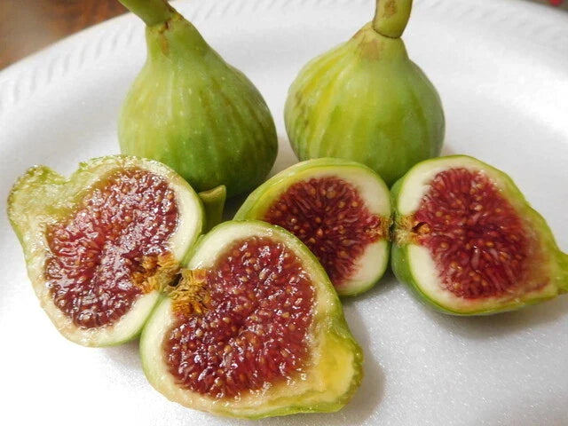 Vasillika Sika Fig Tree Cuttings – Ficus carica – Propagation for Indoor & Outdoor Gardening