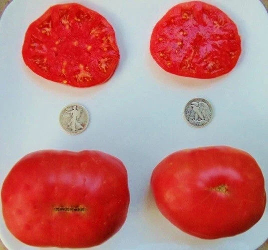 Ponderosa Pink Heirloom Tomato Seeds - 25 Non-GMO Organic Solanum lycopersicum, Large Pink Juicy Fruits, Vegetable Seeds, Garden Planting