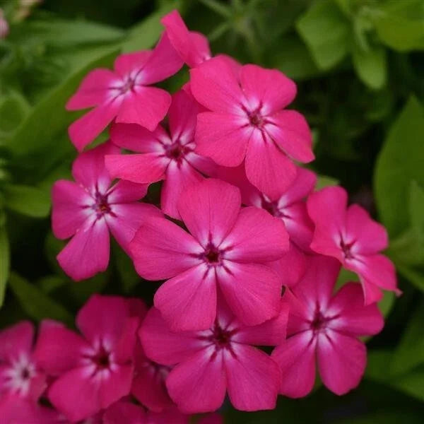 Gisele Hot Pink Phlox Seeds - 100+ Perennial Flower Seeds for Garden Planting - Phlox paniculata