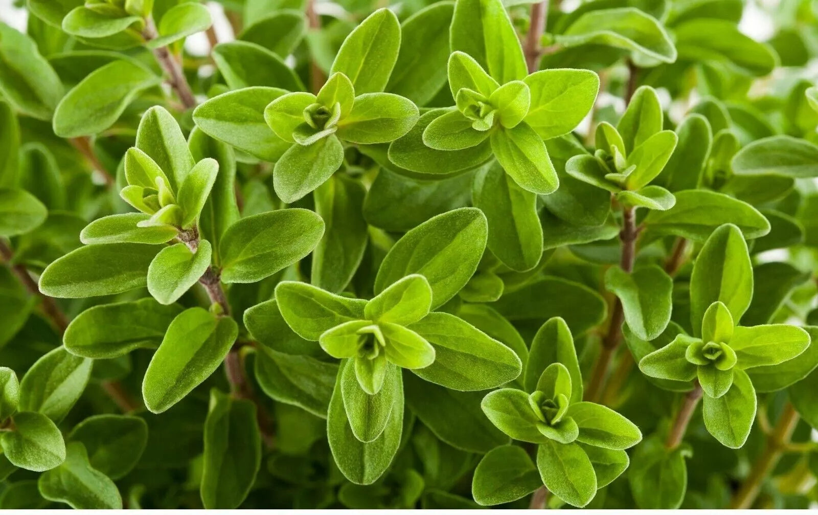 Sweet Marjoram Seeds - 1000+ Count - Knotted Marjoram - Majorana hortensis - Perennial Herb for Garden & Culinary Use