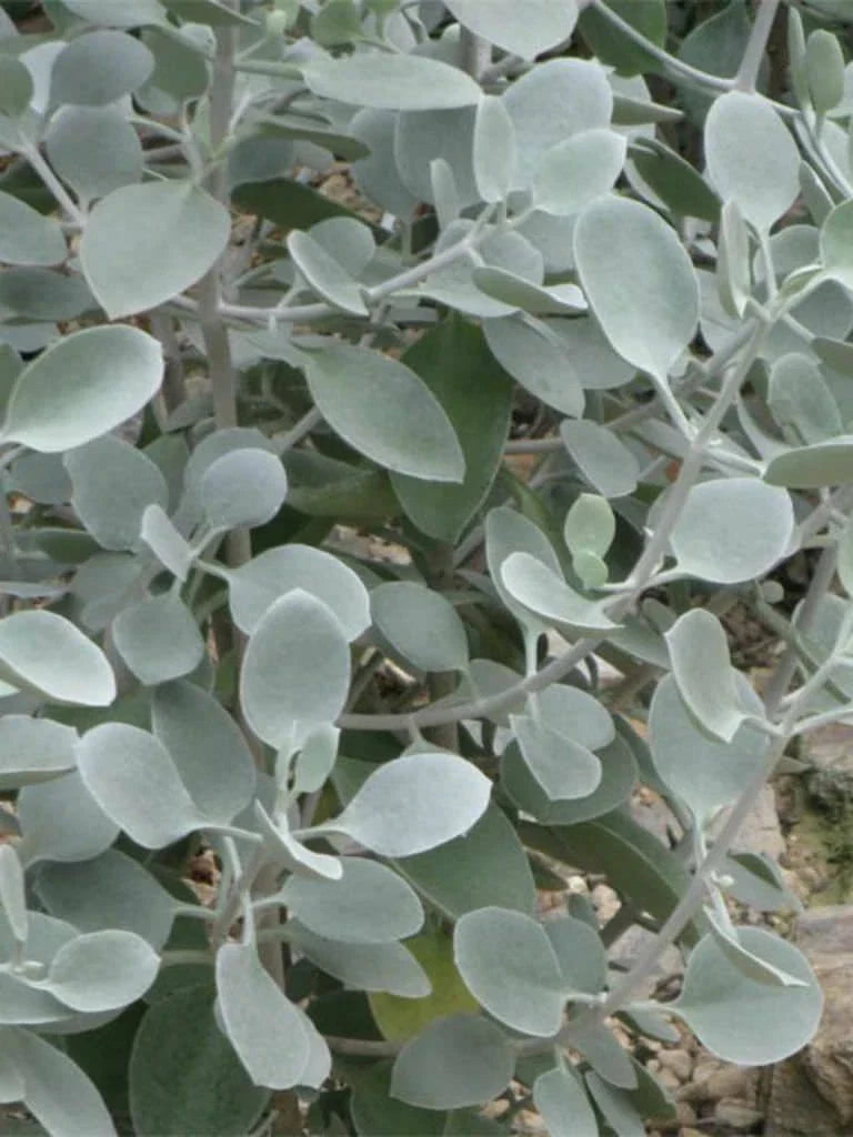 Kalanchoe Hildebrandtii Cutting - Silver Teaspoons Succulent 5" Indoor Plant, Drought Tolerant, Easy Care, Decorative Greenery