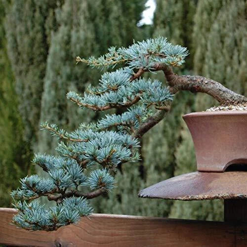 Blue Spruce Bonsai Tree Seeds 20 Pack Picea pungens Coniferous Tree for Indoor & Outdoor Planting