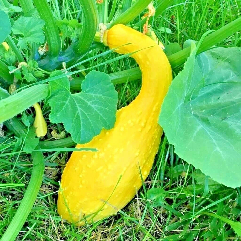 Organic Crookneck Squash Seeds - Heirloom Cucurbita pepo for Container Gardening & Vegetable Garden