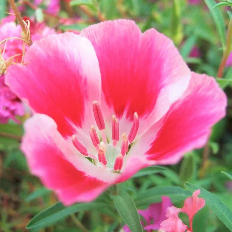 Godetia Seeds - 1000+ Non-GMO Clarkia amoena Flower Seeds for Spring Planting, Vibrant Pink, Purple & White Annuals