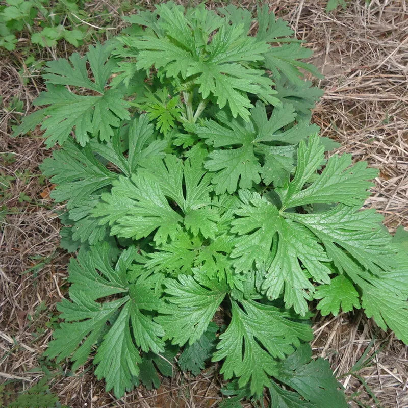 Mugwort Seeds | Non-GMO Artemisia vulgaris Herb Seeds for Culinary & Crafting | Organic Garden Seeds