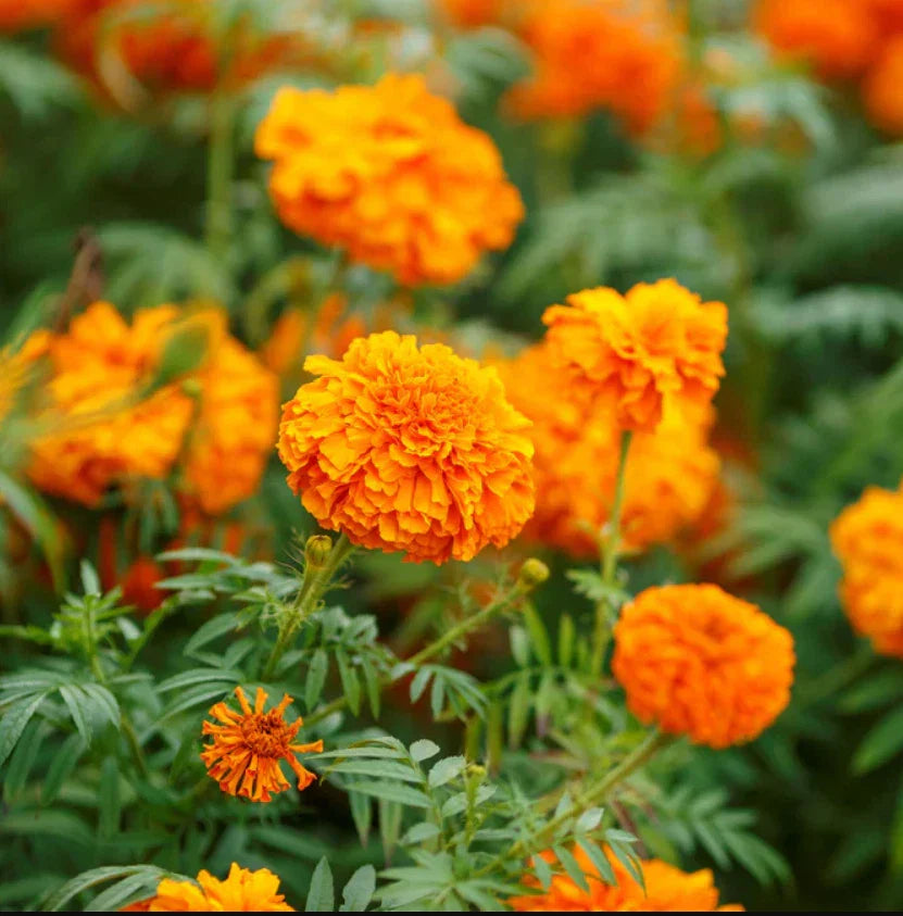 African Marigold Seeds - Mandarin Orange Double, Non-GMO, 100 Seeds - Tagetes erecta
