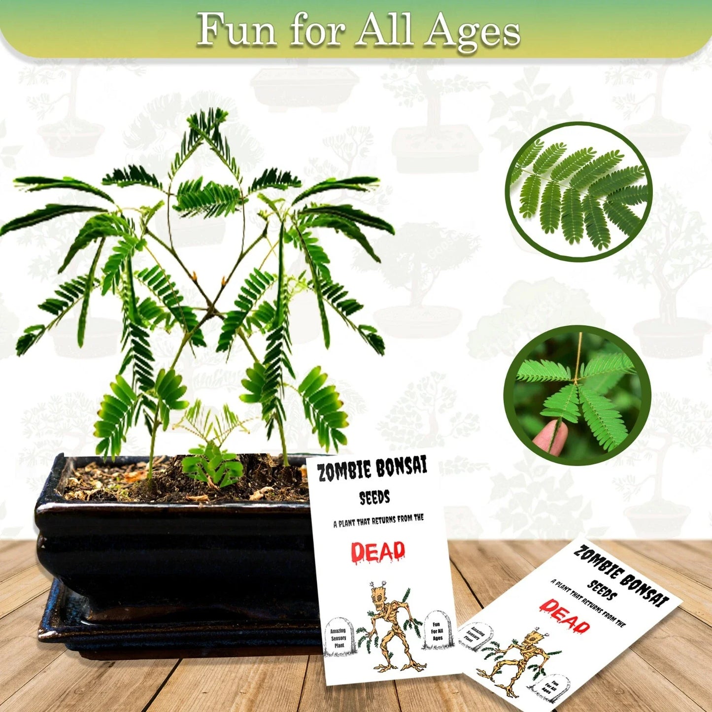 Zombie Bonsai Seeds Packets (2) – Ficus retusa Indoor Bonsai, Unique Sensory Plant, Easy to Grow, Low Maintenance