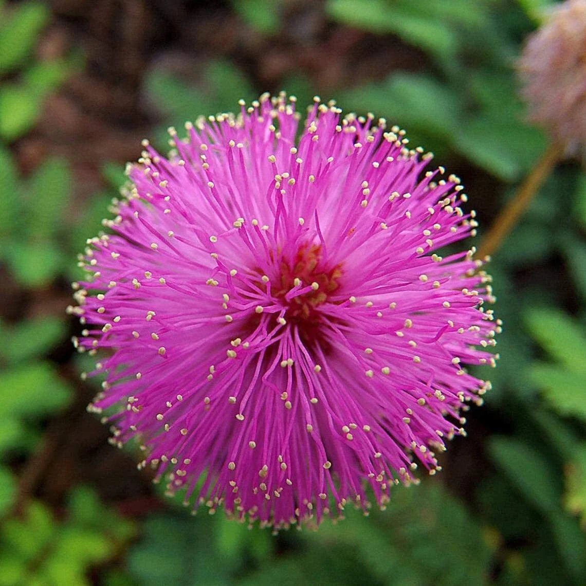 Sleeping Grass Seeds - 50 Pack, Mimosa pudica, Non-GMO, USA Grown, Ground Cover, Interactive Plant