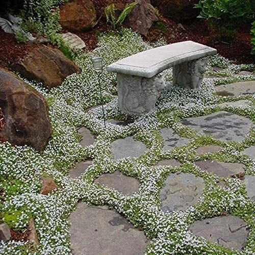 Snow in The Summer Seeds - Ground Cover, White Flowers, Cerastium tomentosum, 500+ Seeds, Drought-Resistant, Made in USA
