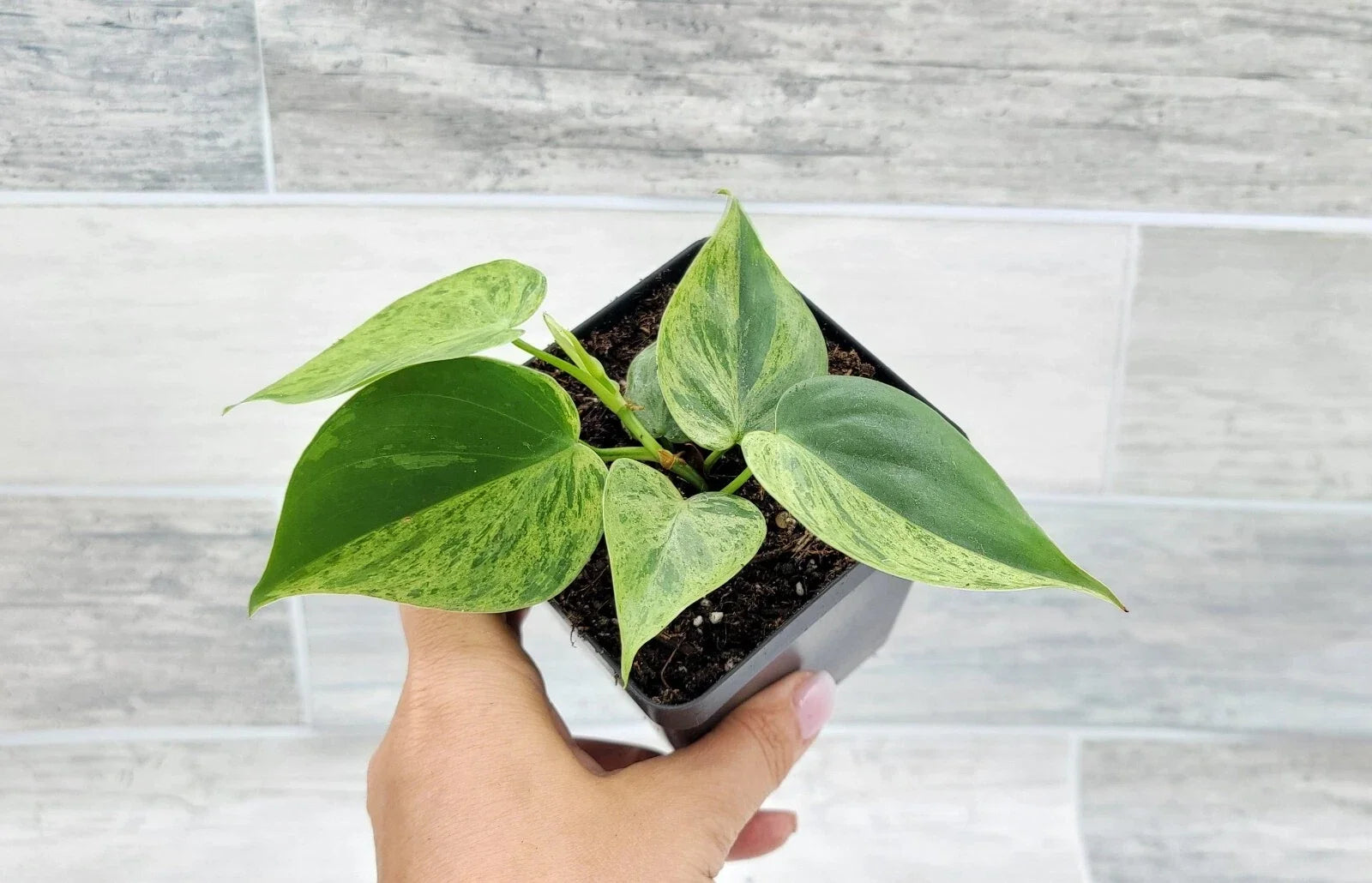 Philodendron Hederaceum Variegated Live Plant – 4" Pot, Heart Leaf, Easy Care Indoor Houseplant, Variegated Foliage