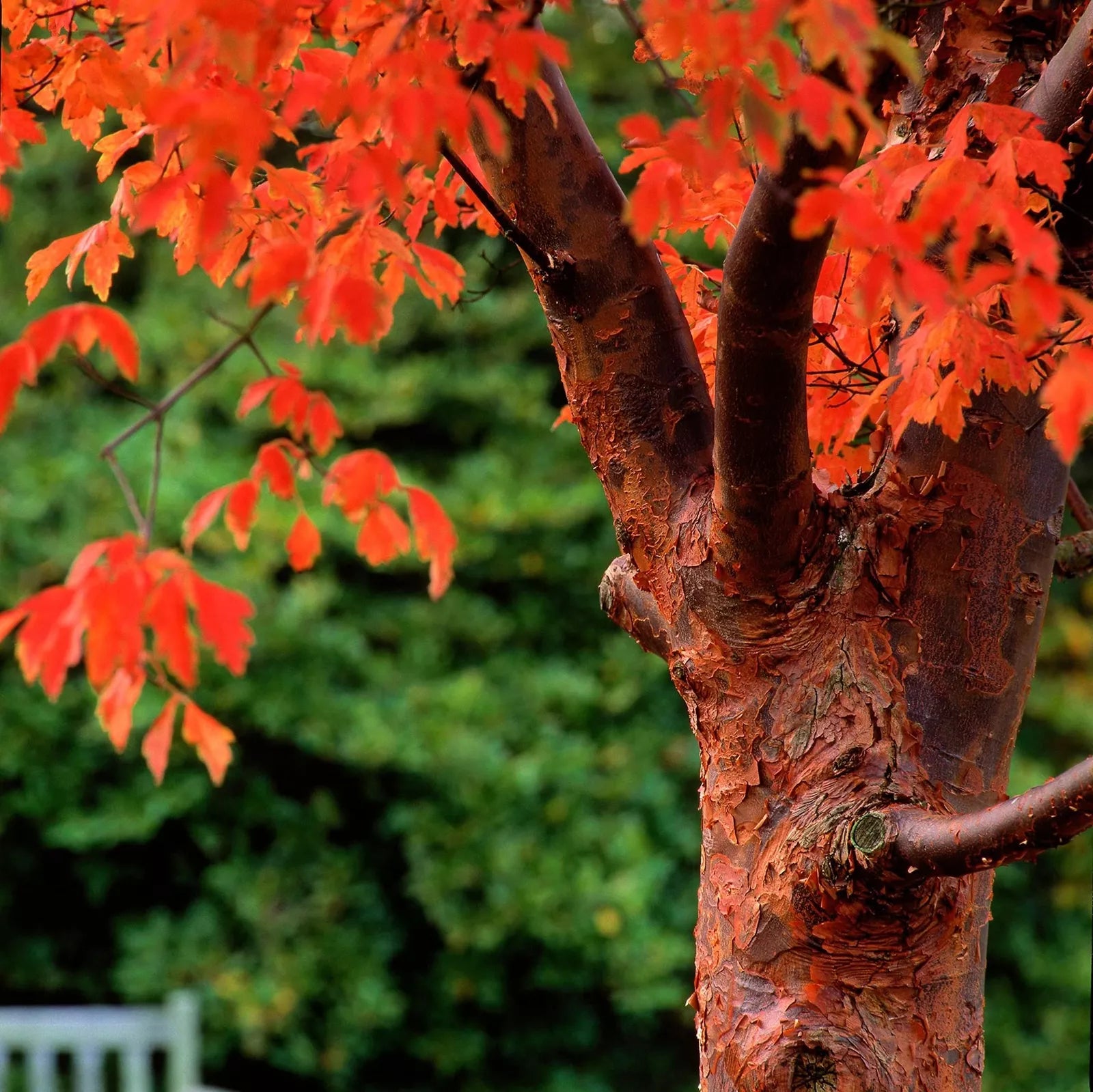 Paperbark Maple Tree Seeds - Acer griseum - Peeling Cinnamon Bark - Garden Planting Seeds
