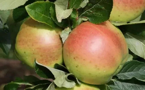 Scotch Dumpling Apple Seeds - Heirloom Malus domestica for Home Garden Planting, 25+ Pack