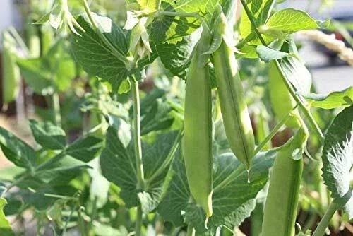 Sugar Pod Snow Peas Seeds - 50 Count Edible Vegetable Seeds for Planting Pisum sativum