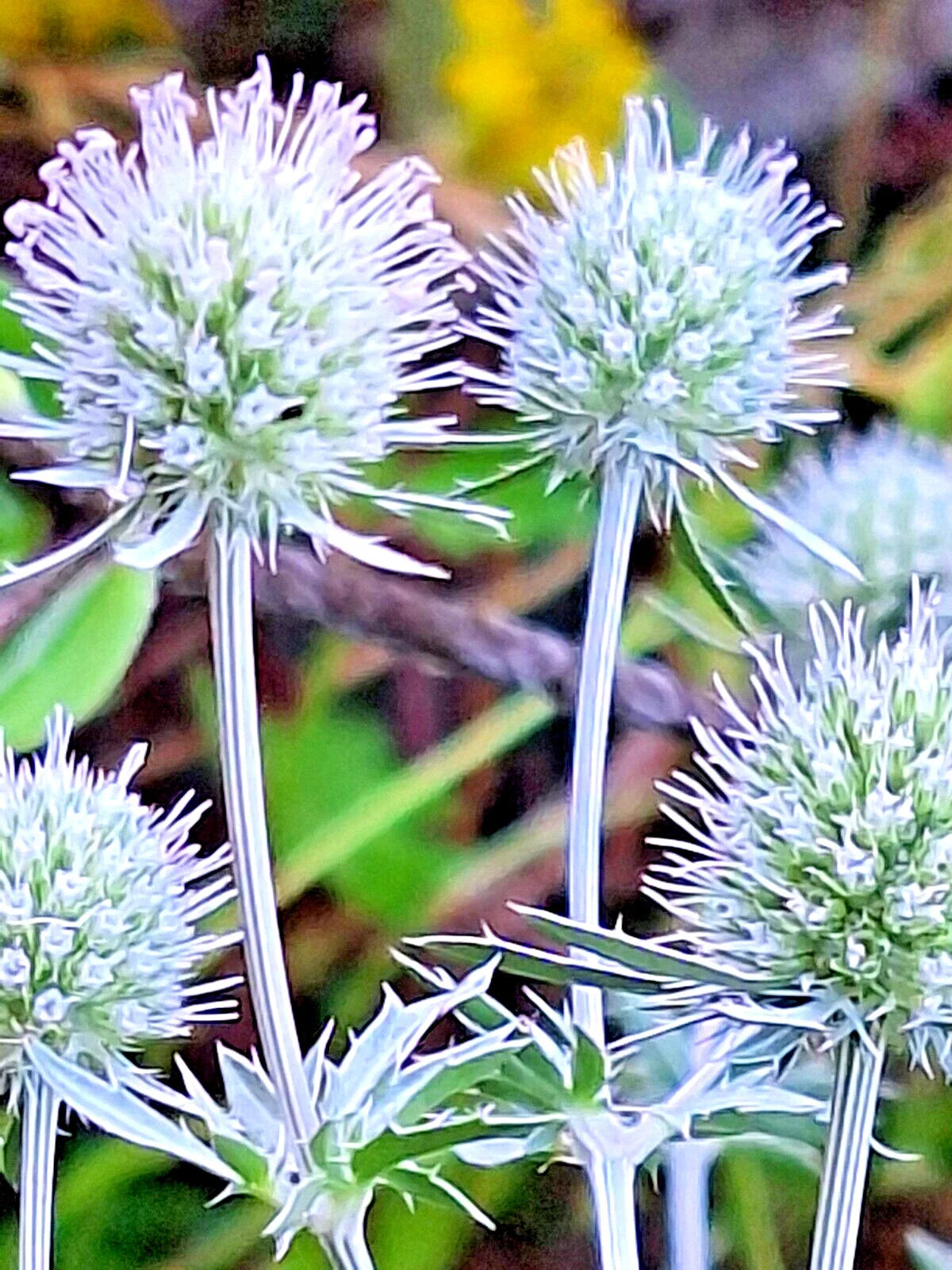 White Sea Holly Seeds 100 Count Eryngium planum Drought-Tolerant Perennial for Gardens and Landscaping