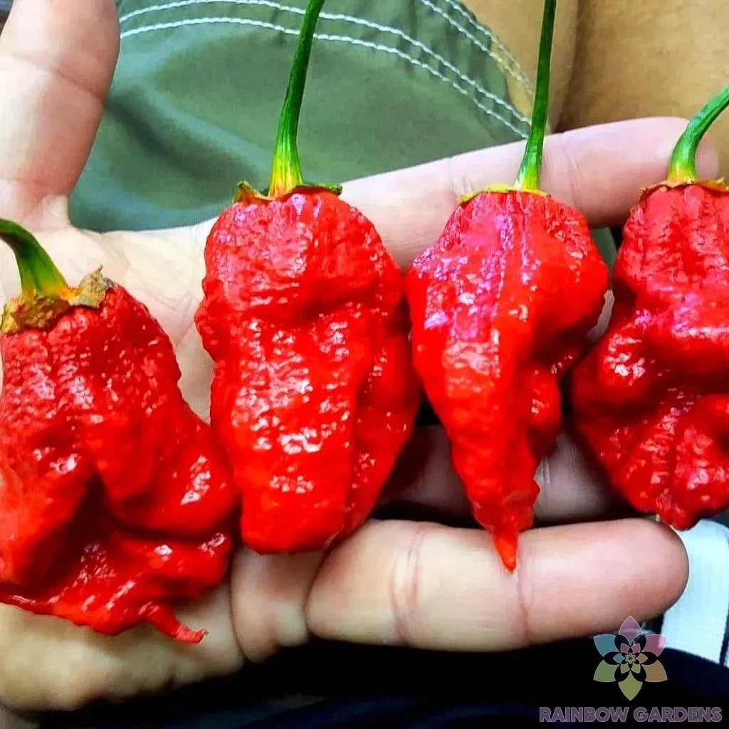 7 Pot Bubble Gum Pumpkin Red Hot Pepper Seeds – Capsicum chinense, Heirloom, Spicy Red Peppers, Garden Seeds, Gourmet Cooking
