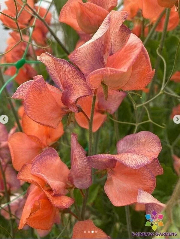 Blue Vein Sweet Pea Seeds - 50 Pack, Climbing Flowering Vine, Lathyrus odoratus, Fragrant Blue & Purple Blooms, Garden Planting