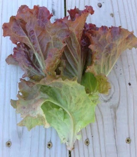 Ruby Red Loose Leaf Lettuce Seeds - Heirloom Crispy Variety, 500-5,000 Seeds, Lactuca sativa, Non-GMO, Salad Greens, Easy to Grow