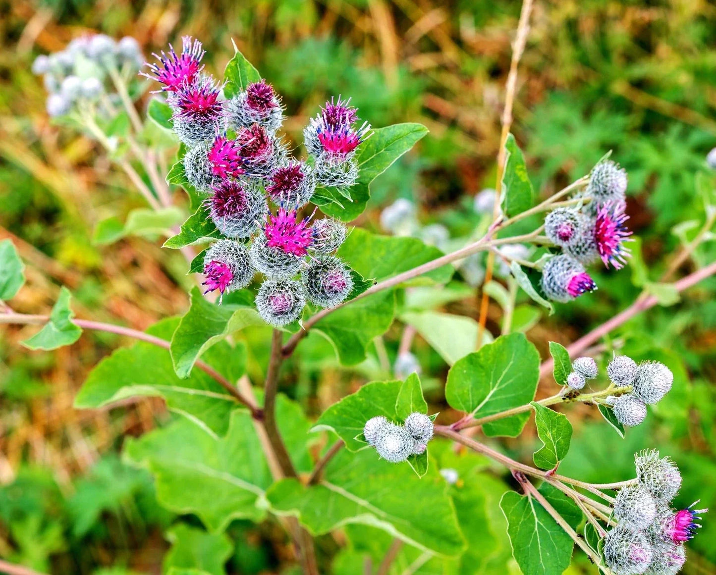 Greater Burdock Root Seeds - Organic Herb Seeds for Gardening - Arctium lappa - 50 Pack