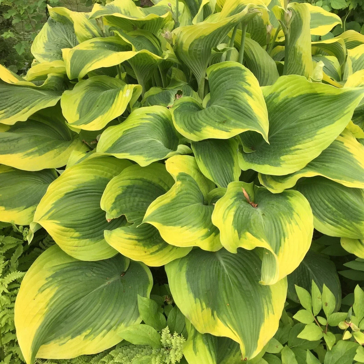 Hosta Atlantis Perennial Plant in 5.25" Pot | Vibrant Shade Garden Foliage
