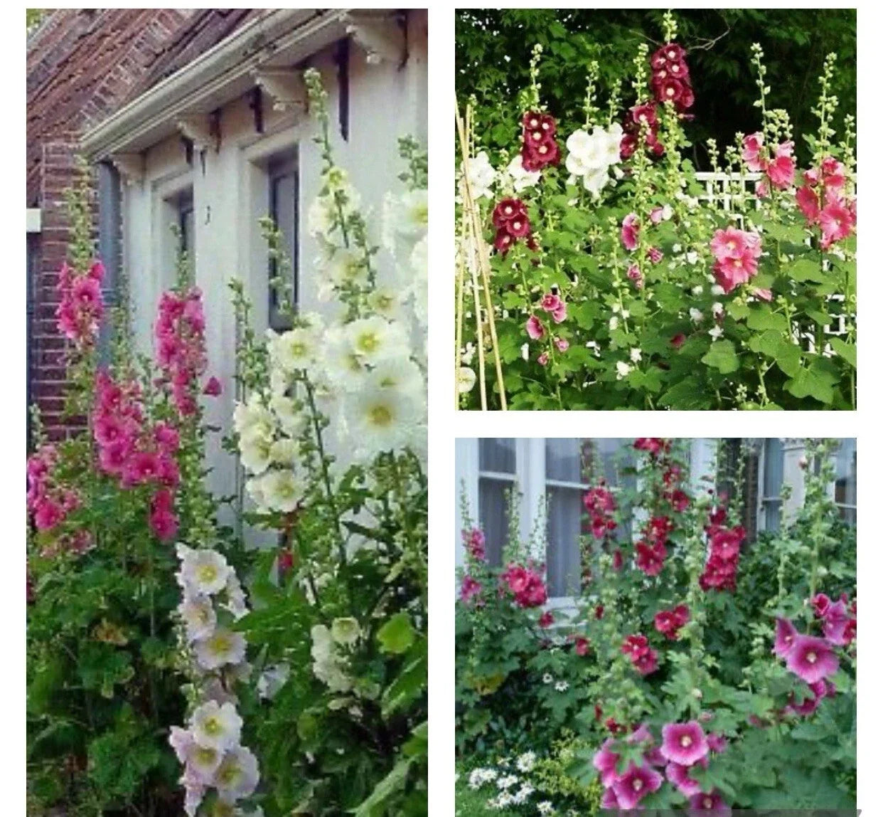 Hollyhock Flower Seeds Mix - 30+ Heirloom Seeds, Colorful Varieties, Alcea rosea, Perennial Garden Seeds
