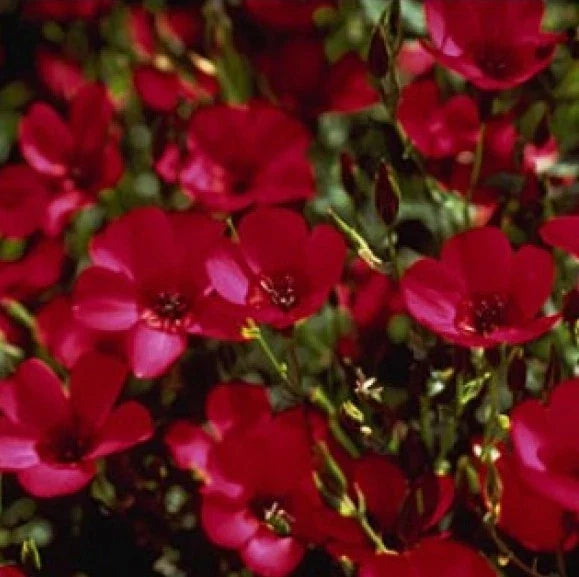 Scarlet Flax Seeds - 100 Pack, Vibrant Red Flowers, Linum grandiflorum, Easy to Grow, Attracts Pollinators, Full Sun