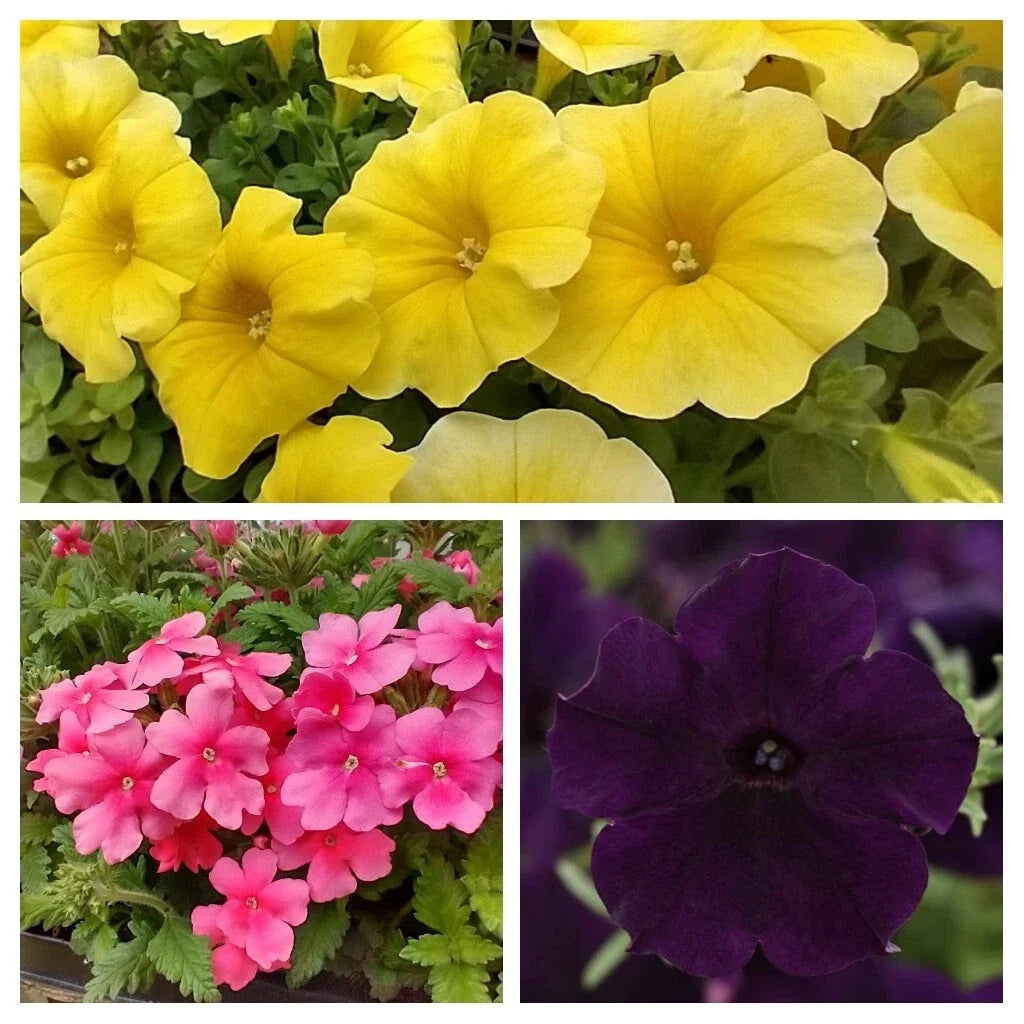 Spring Fresh Petunia Petchoa Verbena Combo - 288 Plugs, Easy Wave Navy Velour, Caliburst Yellow, Obsession Cascade Pink, Annuals, Garden Plants