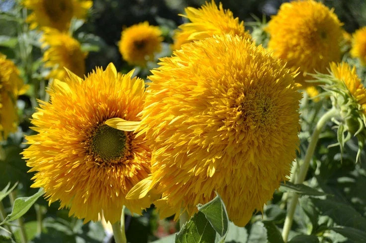 Teddy Bear Sunflower Seeds - Helianthus annuus - Pack of 50