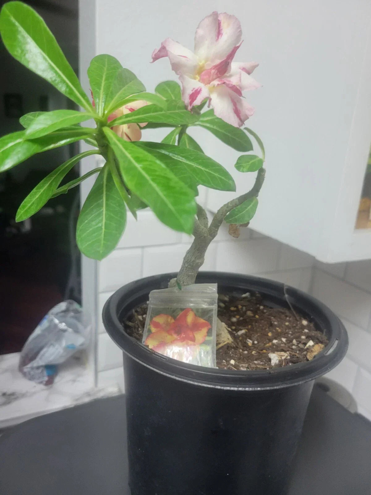 Desert Rose Plant 10in to 2ft Yellow and Red Grafted Adenium Obesum in 1-Gallon Pot