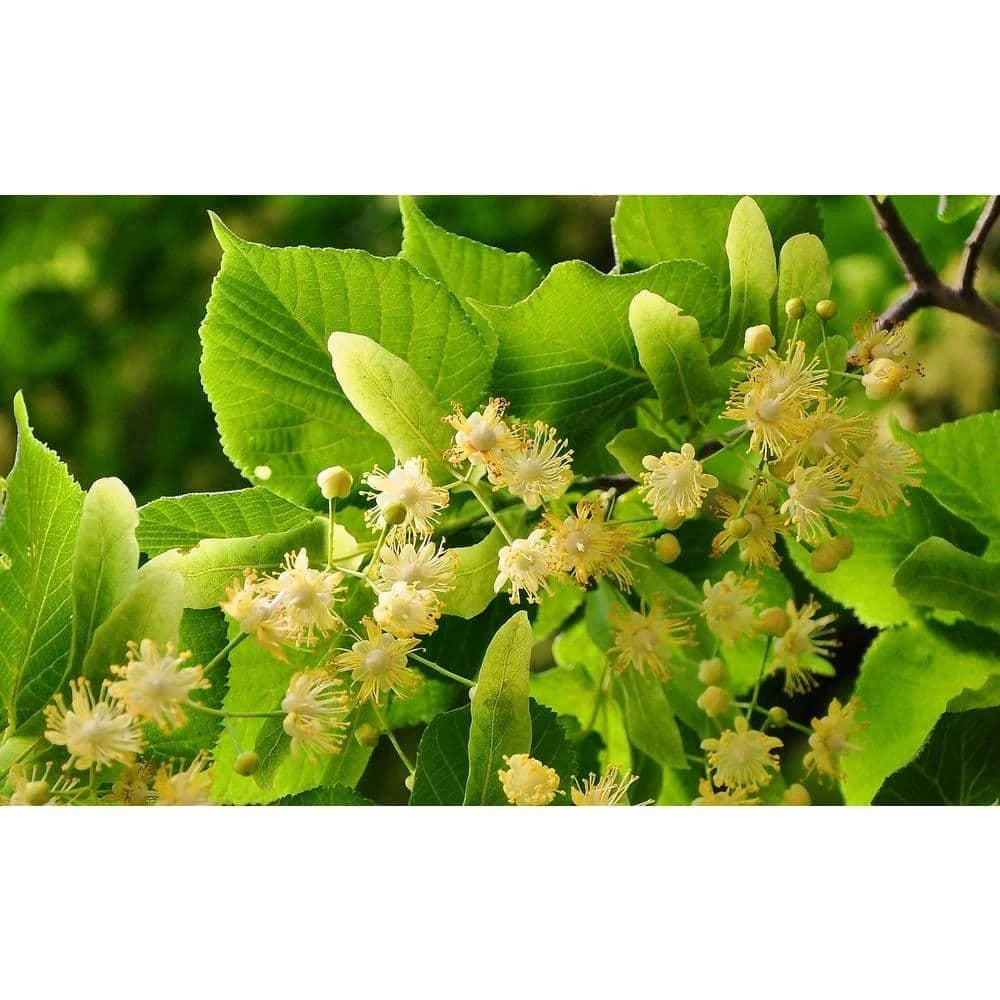 Littleleaf Linden Tree Bare Root – Tilia cordata, Hardy Shade Tree for Landscaping and Urban Spaces