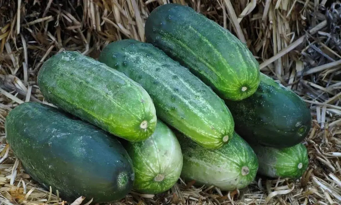 Spacemaster 80 Cucumber Seeds - Organic Non-GMO Heirloom, Compact Bush Variety, Cucumis sativus, 25+ Seeds