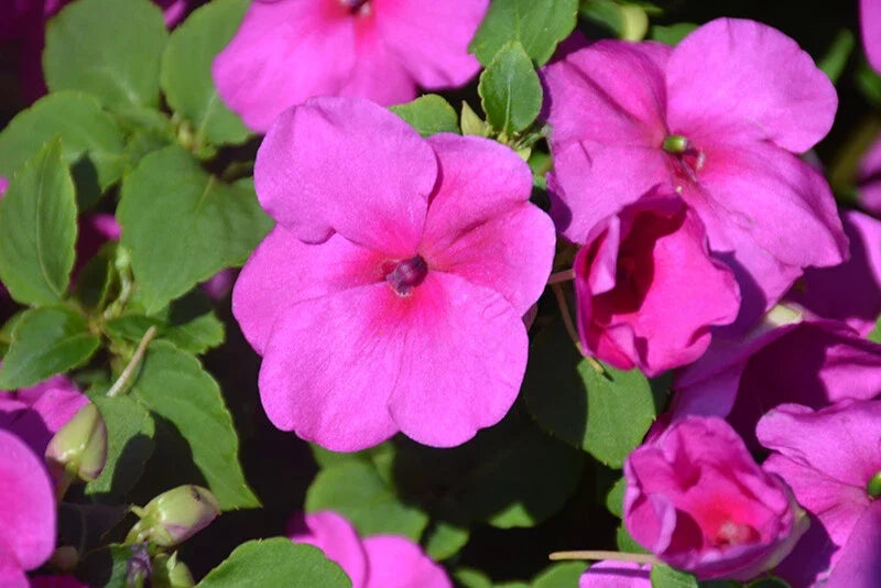 Busy Lizzy Impatiens Seeds 500 Count - Lilac Flowers, Shade Garden, Impatiens walleriana, Annual Flower Seeds
