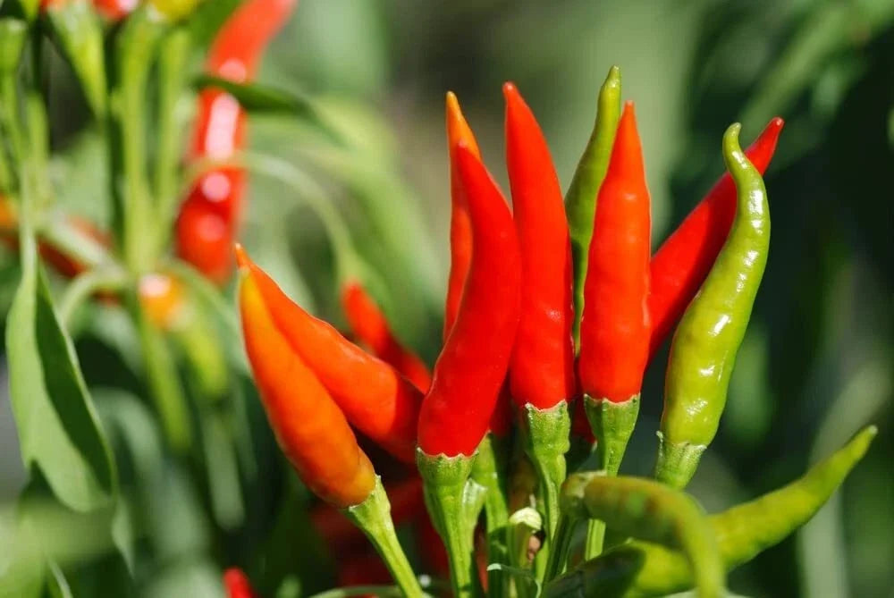 Tabasco Hot Pepper Seeds - 100 Count, Spicy Capsicum frutescens, Grow Your Own Hot Peppers for Sauces & Salsas