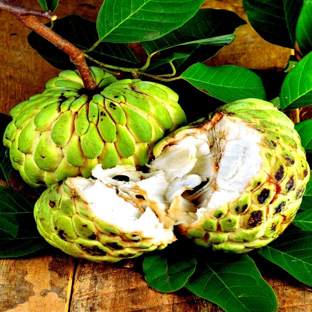 Organic Sugar Apple Seeds - Tropical Annona squamosa Fruit Tree Pack for Home Garden