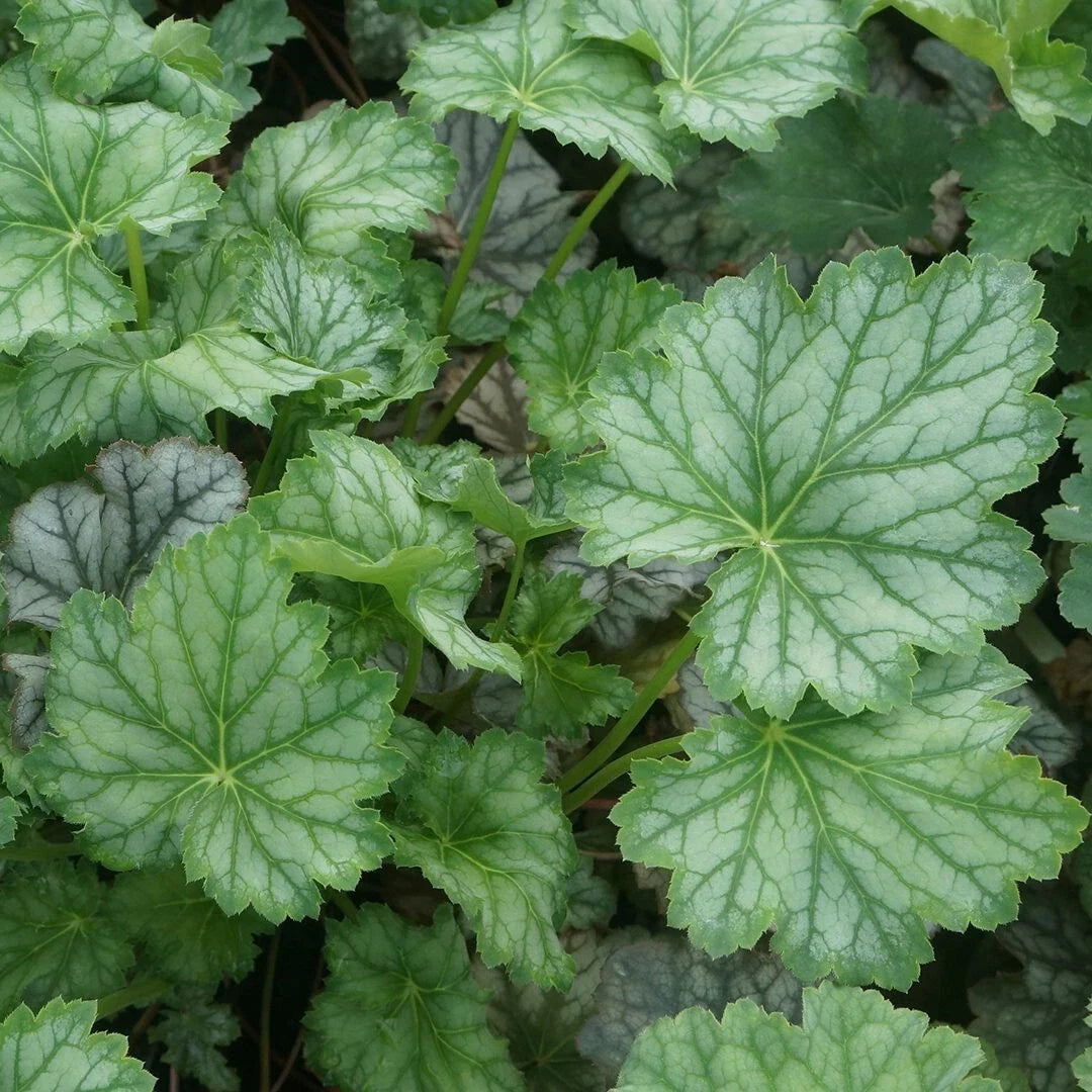 Heuchera americana 'Dale's Strain' Coral Bells Bare Root Plant - Silver-Blue Foliage, Drought Tolerant Ground Cover