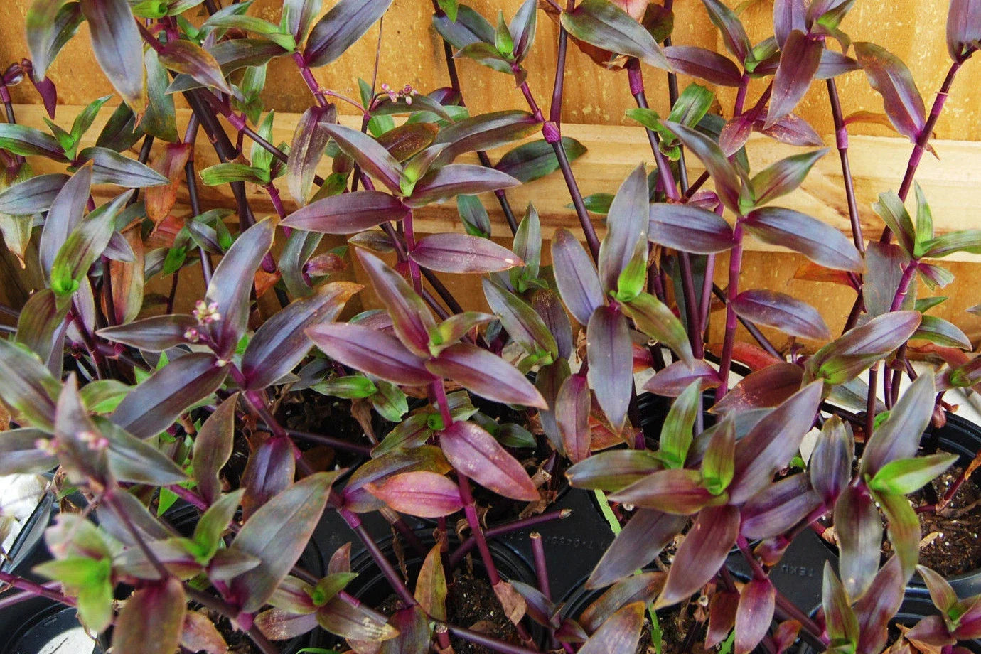 Purple Scimitars Plant - Tripogandra Serrulata - Easy Care Indoor & Outdoor Houseplant