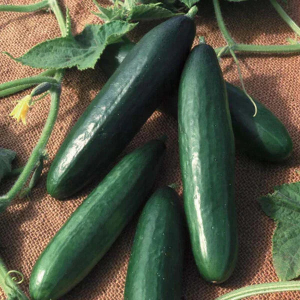 Diva Cucumber Seeds | Hybrid Non-GMO AAS Winner | Cucumis sativus