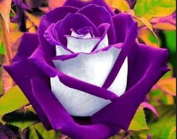White Purple Rose Seeds - Perennial Bush Seeds for Garden Planting - Rosa spp.